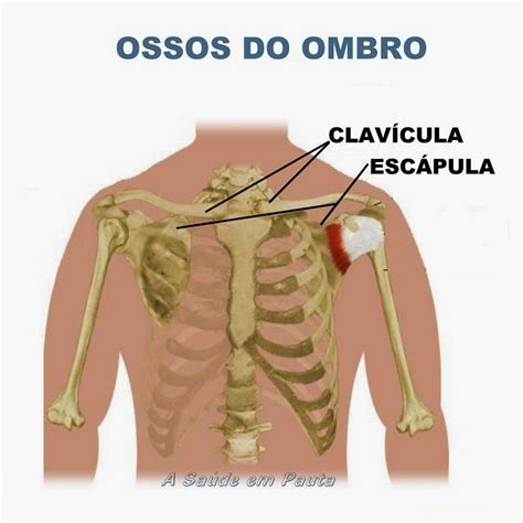 Onde Fica A Escapula