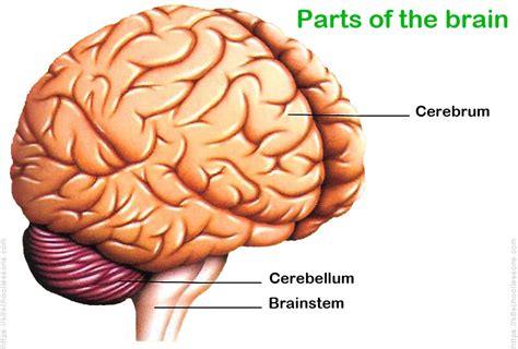 Body parts diagram for kids. Human Brain for Kids | The Brain | Human Brain Facts ...