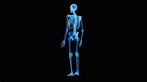 Three Dimensional Rendering Illustration Radiography Of A Human