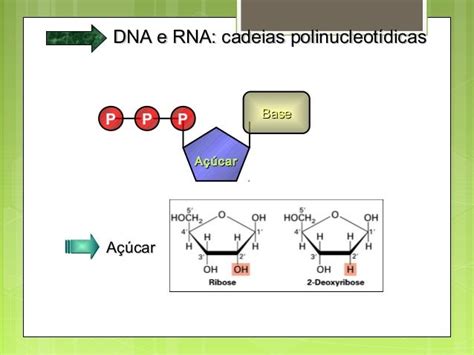 Estrutura Dos Acidos Nucleicos
