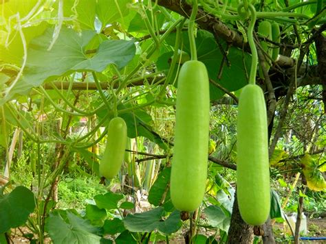 Cara Menanam Labu Air di Polybag - Kampus Tani