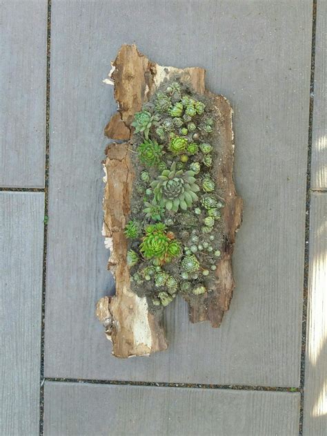 Weitere ideen zu garten, holzdeko, bastelarbeiten. Dekoidee für den Garten, eine Baumrinde mit Sukkulenten ...