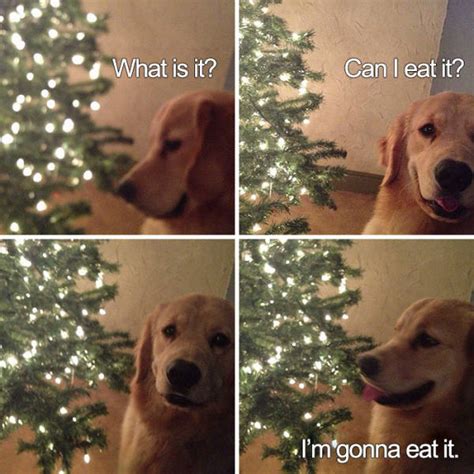 50 Hilarious Christmas Memes Barnorama