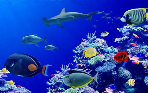 Beautiful Coral Reef With Tropical Fish Jigsaw Puzzle In Under The Sea