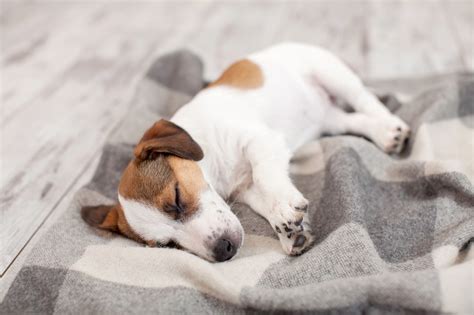 Pozycja W Jakiej śpi Pies Dużo Mówi O Jego Zdrowiu Nie Lekceważ Tego Kobieta W Interiapl