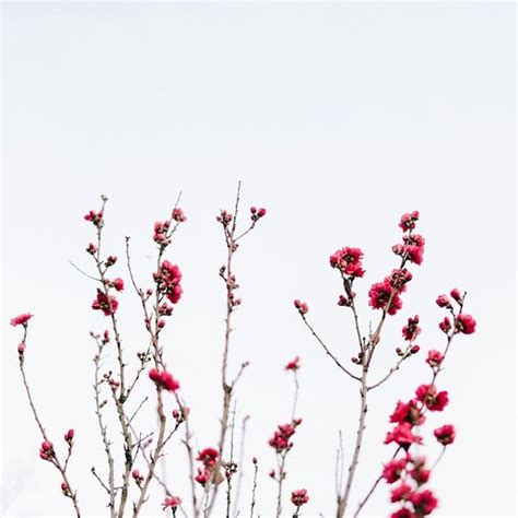 {{@supernovasunset}} | Red aesthetic, White aesthetic, Flowers #flowers #flower aesthetics #aesthetics #garden #garden aesthetics #white camelias #sunset #october #autumn.