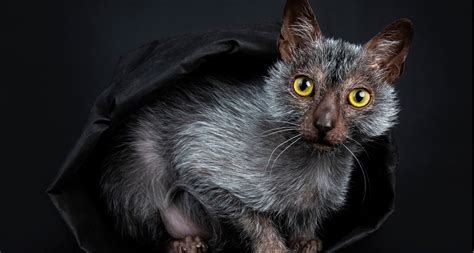 5 / 5 14 мнений. Lykoi (Werewolf) Cat Breed