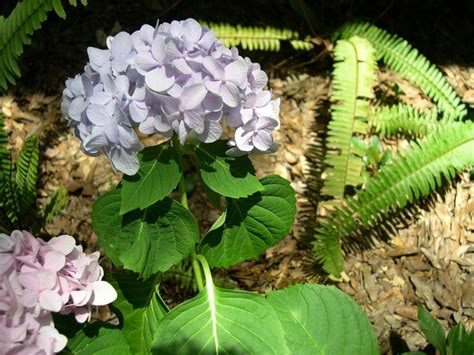 Does not require pruning, thanks to its low growing habit. A Tip for Hydrangeas - Garden.org