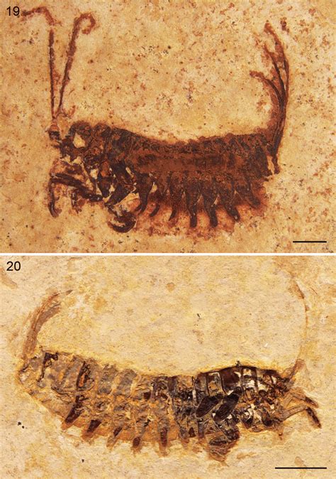 596 likes · 41 talking about this. Mickoleitia sp., larva. (19) Specimen SMNS 66599 ...
