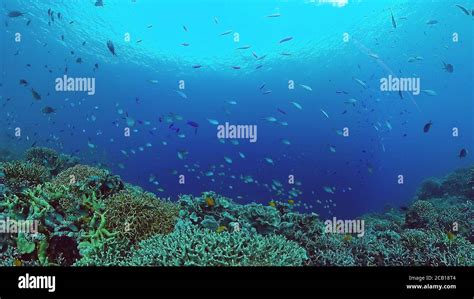 Coral Reef Underwater With Fishes And Marine Life Coral Reef And