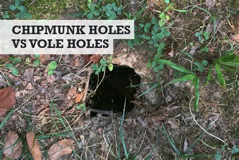 Chipmunks Digging Holes In My Garden Fasci Garden
