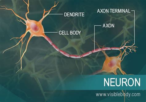 Nervous System Overview