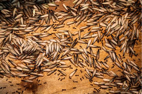 United states of america, state of california, fresno county. Termite Inspections Fresno | Termite Treatment | San ...