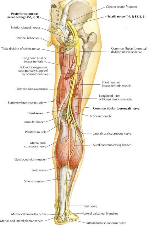 Major Nerves Of The Leg ModernHeal Com