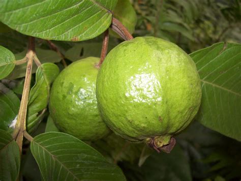 Psidium guajava (common guava, lemon guava) is a small tree in the myrtle family (myrtaceae), native to mexico, central america, the caribbean and northern south america. Indian flowers and herbs: Guava- the Health giver.
