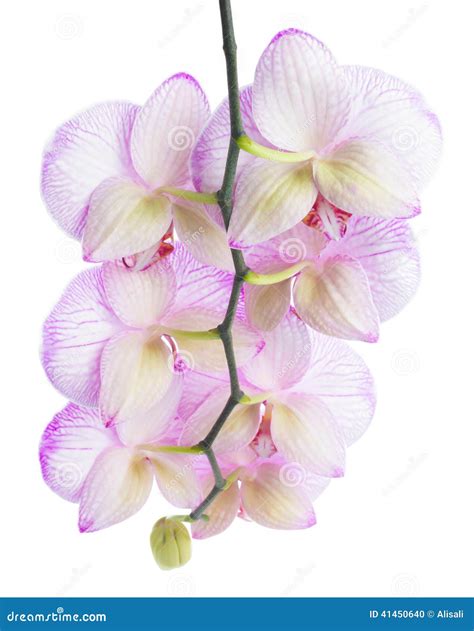 Branch Of Blooming Beautiful Stripped Lilac Orchid Flower Stock Photo