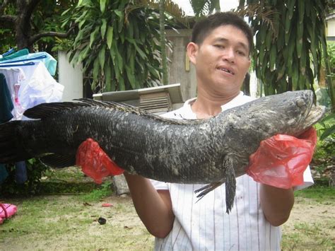 blog foto foto ikan toman: ikan gabus/toman