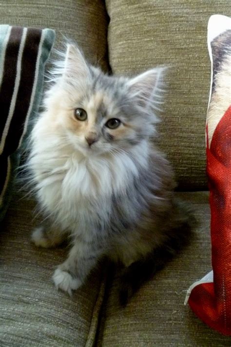 Norwegian Forest Cat Kittens For Sale Cat And Dog Lovers