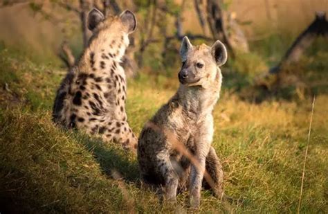 Hyena Description Habitat Image Diet And Interesting Facts