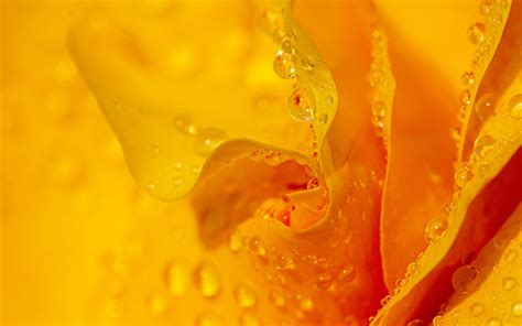 Download Wallpaper 3840x2400 Drops Water Petals Flower Macro