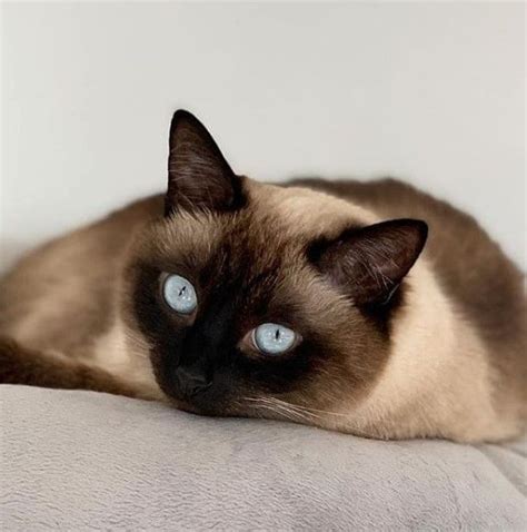 14 Pros And Cons Of Siamese Cats Petpress Siamese Cats Siamese Cat