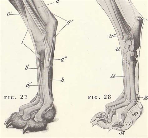 Choose from 500 different sets of flashcards about cat skeleton anatomy on quizlet. 17 Best images about Dog skeleton on Pinterest | Foot ...