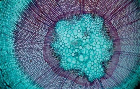 Pada protozoa, terdapat dua jenis vakuola, yaitu vakuola makanan dan vakuola kontraktil. 65+ Gambar Sel Hewan Dan Tumbuhan Pada Mikroskop HD ...