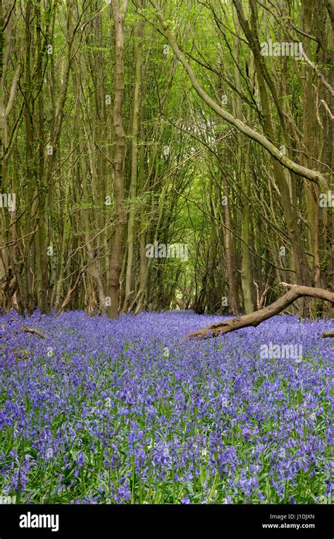 Bluebell Wood Uk Stock Photo Alamy