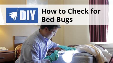 How To Check For And Find Bed Bugs Youtube
