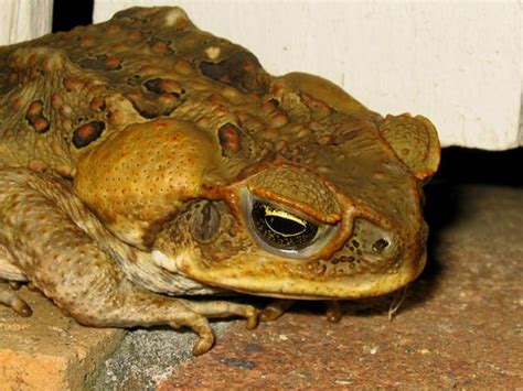 The cane toad is an invasive pest that is colonising northern australia and poisoning native predator species. Australian scientists fight cane toad invasion with cat ...