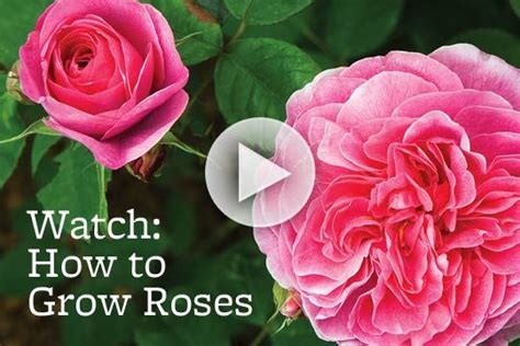 A location with eastern exposure is best to protect. Love roses? Learn expert tips for growing them in your ...
