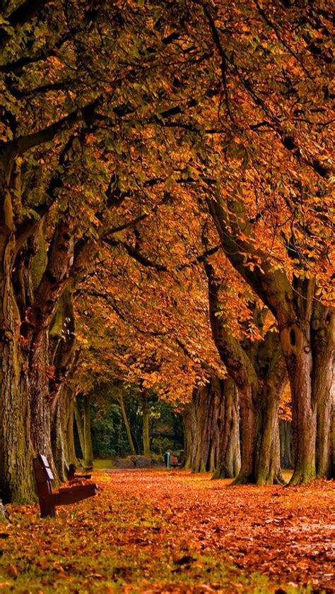 Free Download Autumn Iphone 4 Wallpaper Park Autumn Iphone 5s 640x1136