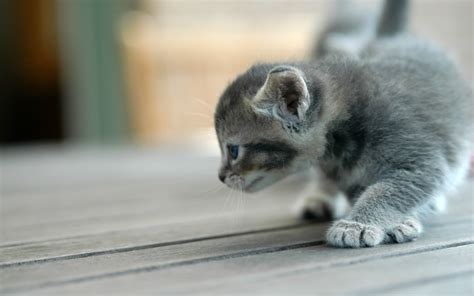 Grey Playful Kitten Wallpapers And Images Wallpapers Pictures Photos