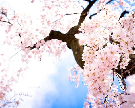 Maybe you would like to learn more about one of these? Pink Tree Wallpapers - Wallpaper Cave