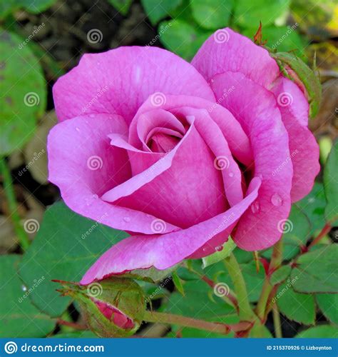 Pink Rose In Bloom Stock Photo Image Of Nature Bloom 215370926