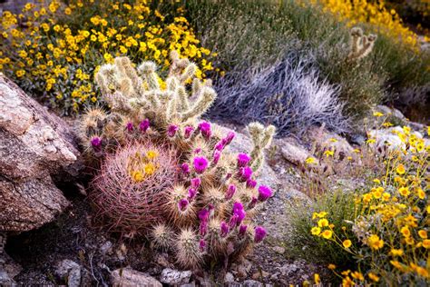 When Do Cacti Bloom In Arizona
