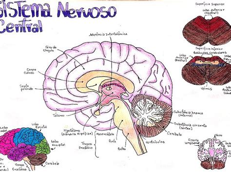 Anatomia Google Drive Em Sistema Nervoso Resumo Resumos Enem