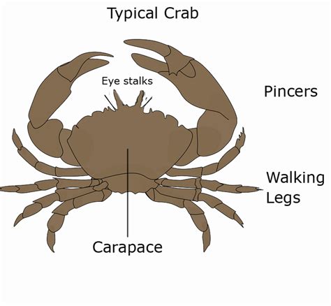 Different Types Of Crab With Pictures Owlcation