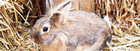 Get low prices, trusted brands & 24/7 expert help. Rabbit Hay: Dietary Benefits | PetSmart