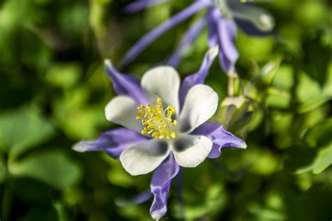 Landscaping With Colorado Native Plants Timberline Landscaping