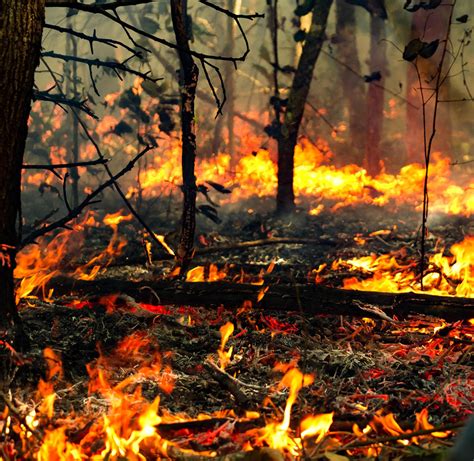 Within the next 30 days, please update your country of origin and upload the requested documents in the verification section of seller central: The Amazon Fires & The POWER You Have to Help