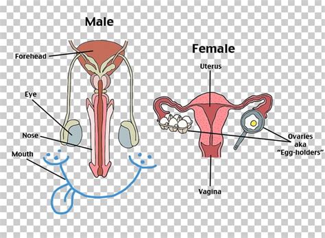 Female Reproductive System Human Reproductive System Human Body Png