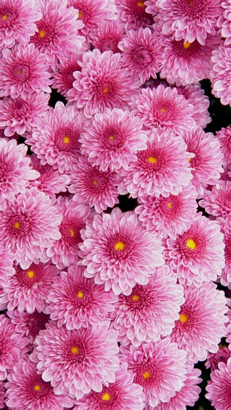 Awesome Pink Flowers Wallpaper Iphone 3d Iphone Wallpaper