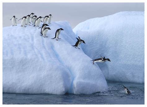 Penguin Slide Pics