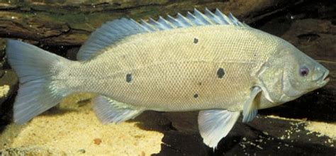 A scrumptious assam pedas jade perch for you to enjoy. Australian Native Fish : Jade Perch (Scortum barcoo) 5cm ...