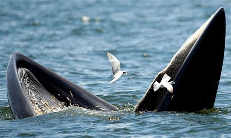 Whales In Gulf Of Mexico Face Endangered Status As Drilling Moves In