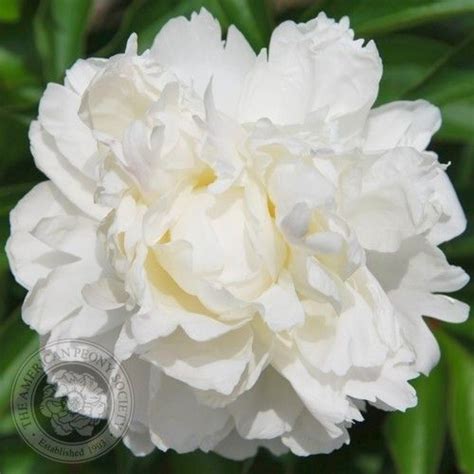 Peony Mothers Choice 1994 Gold Medal Winner Cut Flowers White