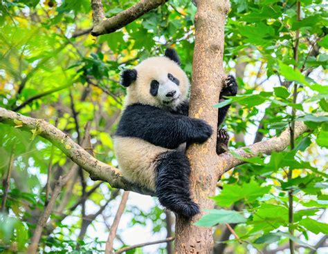 Giant Pandas Habitat And Range