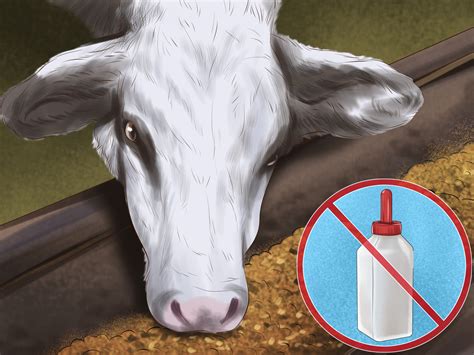3 Ways to Bottle Feed Calves - wikiHow