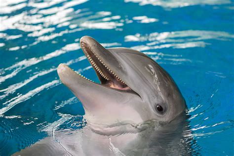 Smart Facts Dolphins Now Have A Strange Fish Catching Trick Using